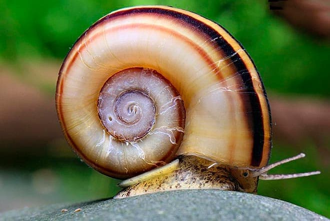 мариза мариза