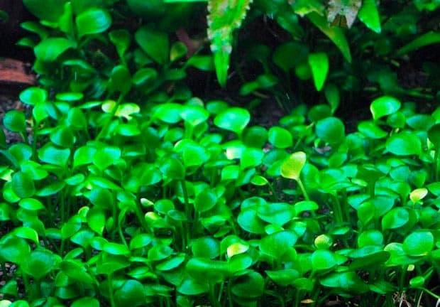 марсилия марсилия