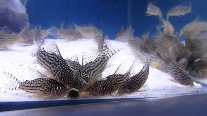 кормление Коридорас Штерба кормление Коридорас Штерба