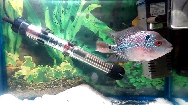 фловер хорн условия содержания фловер хорн условия содержания