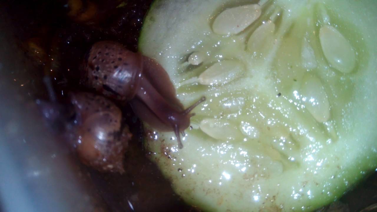 Маленькая улитка ест