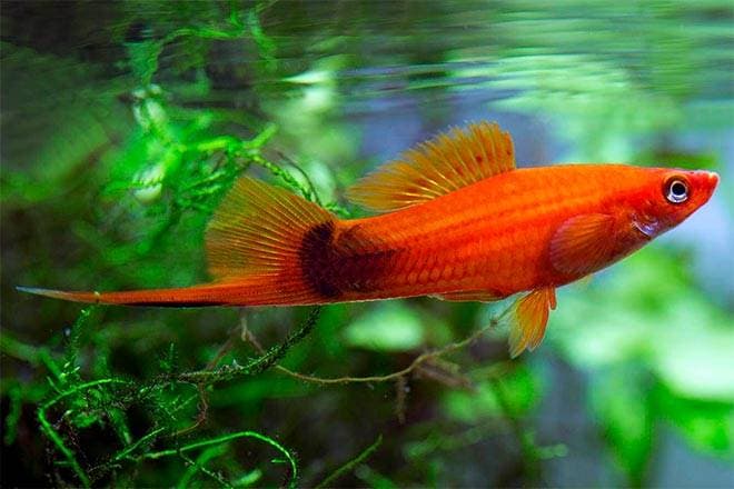 меченосец меченосец