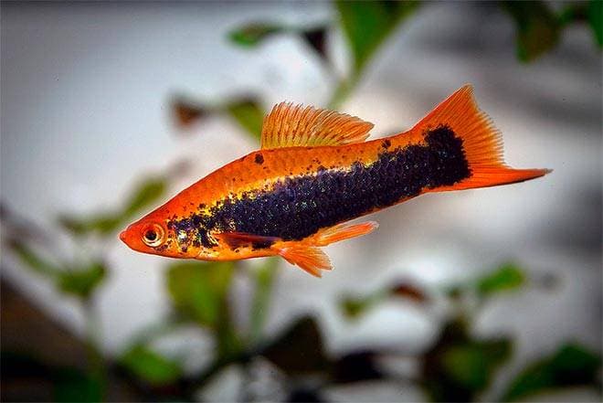 Меченосец красный Меченосец красный