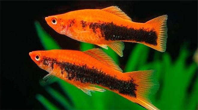 Меченосец оранжевый Меченосец оранжевый