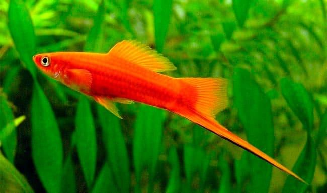 меченосец меченосец