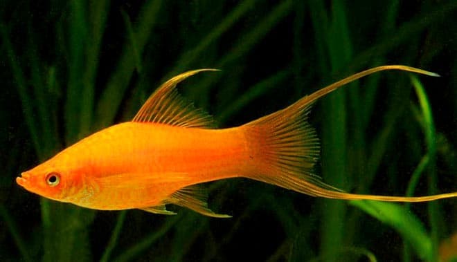 меченосцы меченосцы