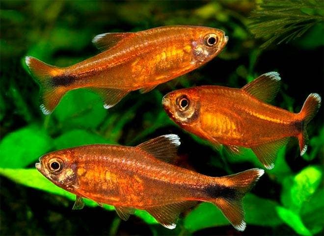 медная тетра медная тетра