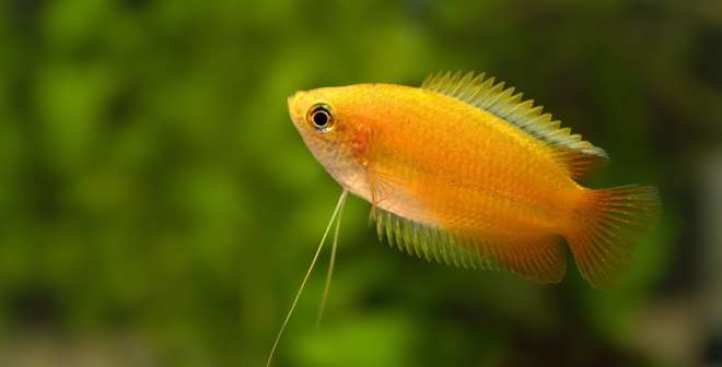 медовый гурами медовый гурами