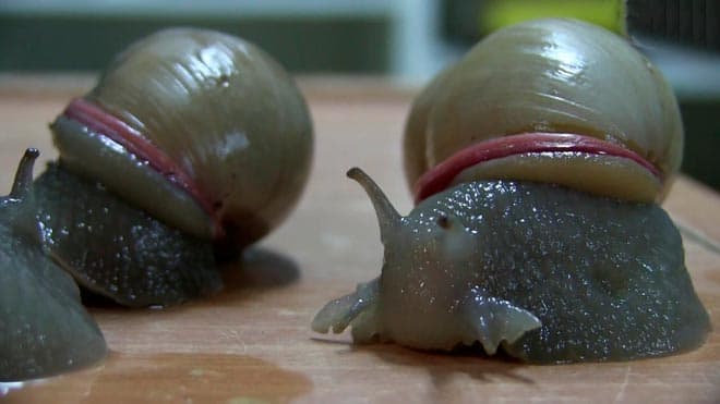 мегас мегас