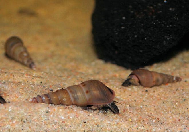 мелания мелания