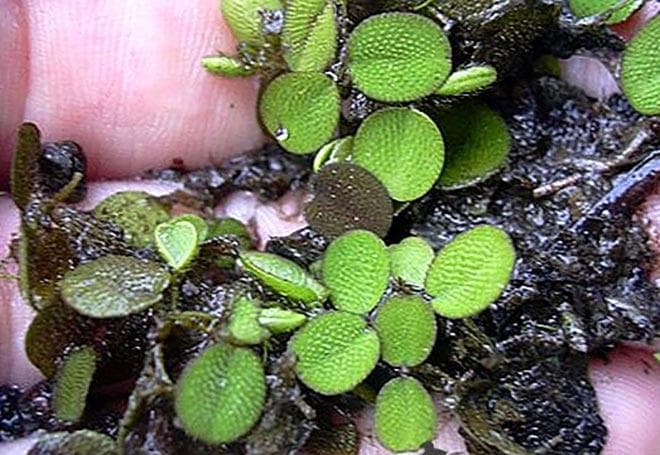 Мелколистная (Salvinia nymphellula) Мелколистная (Salvinia nymphellula)