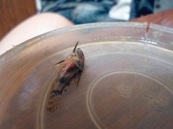 мертвый коридорас мертвый коридорас