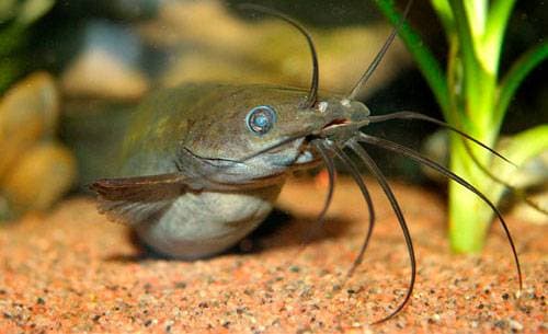 Мешкожаберный сом и его шипы