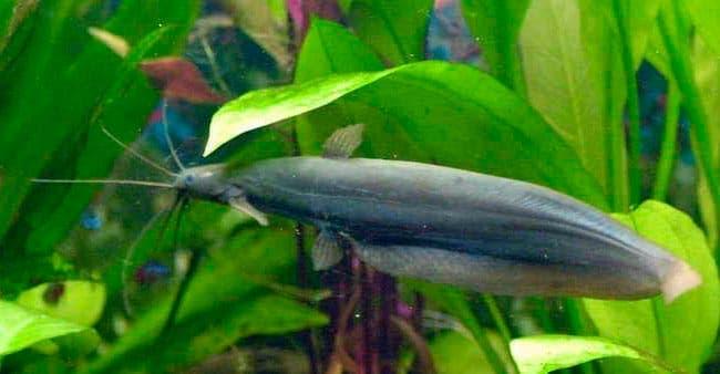 мешкожаберный сом мешкожаберный сом