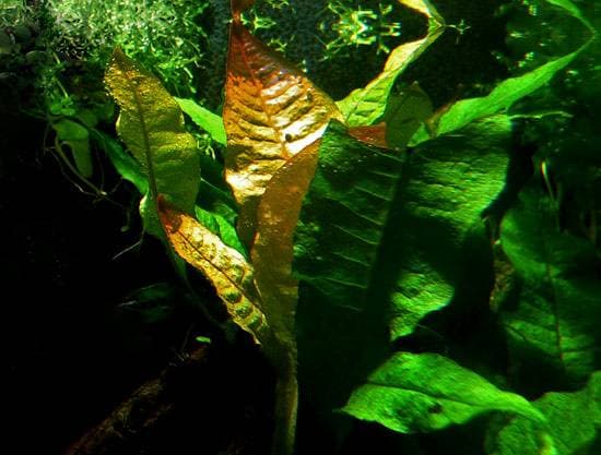 Таиландский красный Таиландский красный