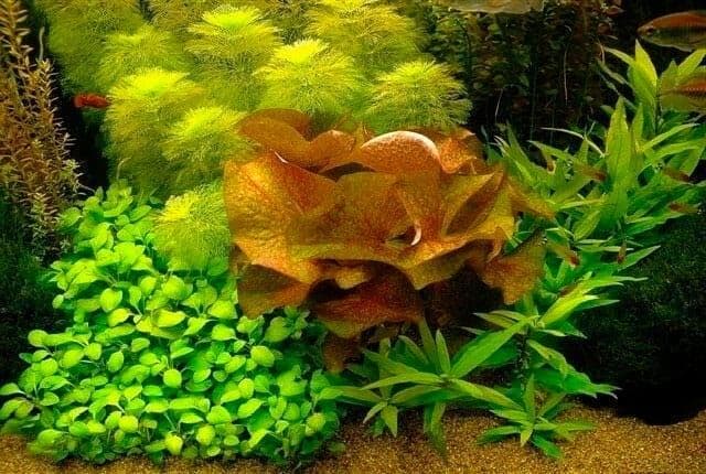 нимфея микранта нимфея микранта