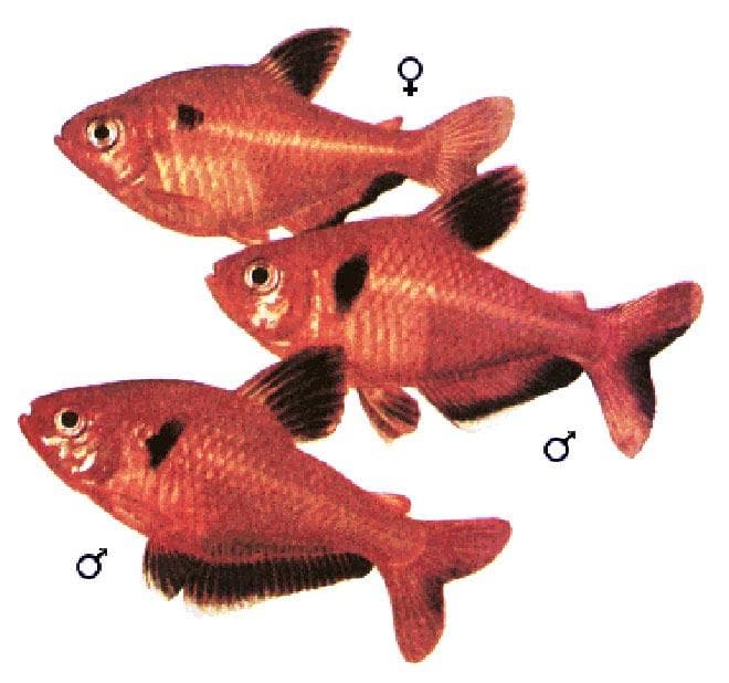 минор самец самка минор самец самка