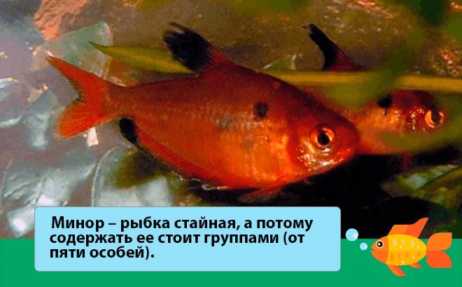 Поведение минора Поведение минора