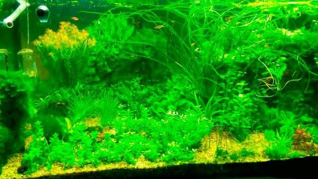 много растений много растений