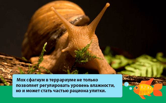 мох для ахатин мох для ахатин