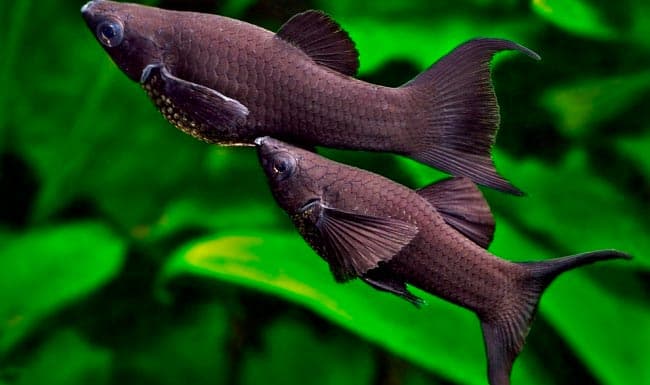 моллинезии моллинезии