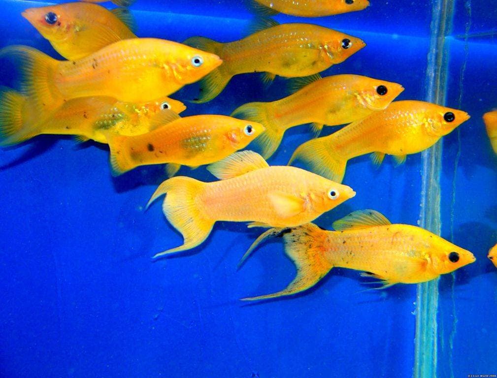 Моллинезии