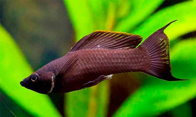 моллинезия моллинезия