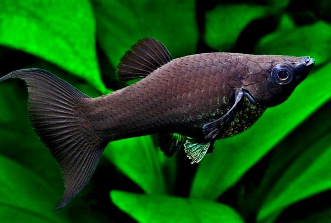 моллинезия моллинезия