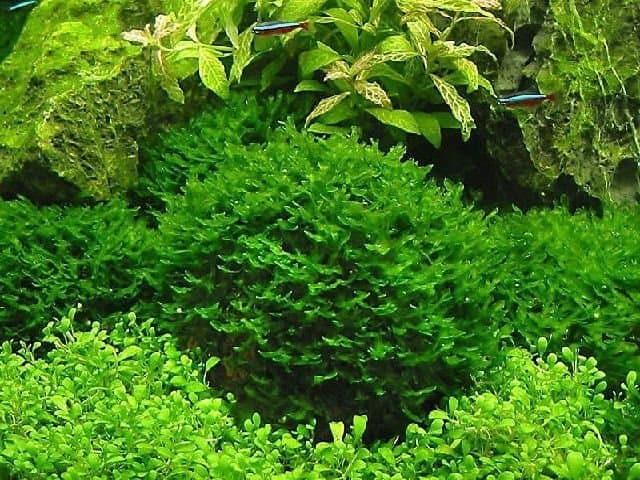 моносолениум тенерум моносолениум тенерум