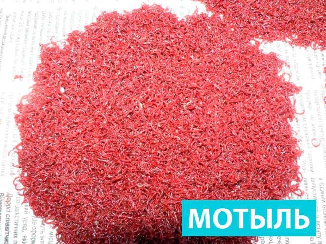 мотыль мотыль