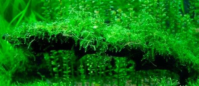 Мох на коряге Мох на коряге