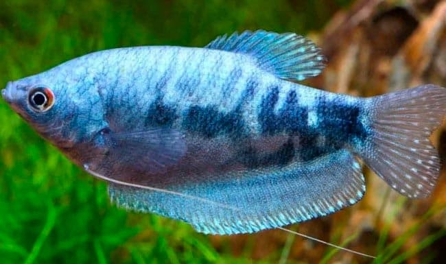 мраморный гурами мраморный гурами