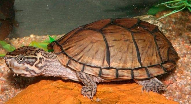 мускусная черепаха мускусная черепаха