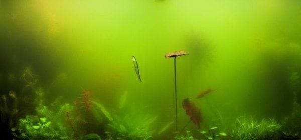 Мутная вода Мутная вода