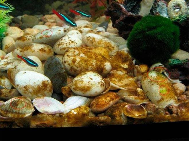 Налёт на камнях в аквариуме Налёт на камнях в аквариуме