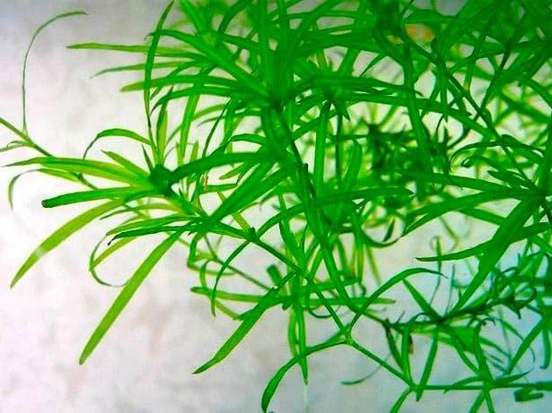 наяда наяда