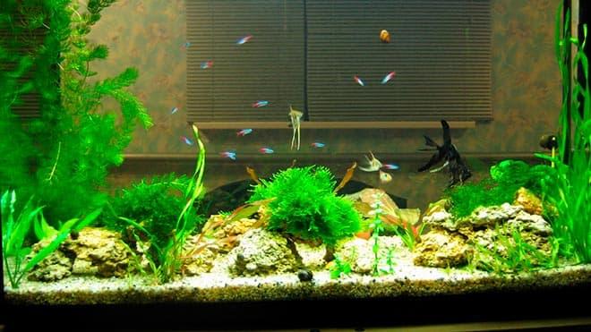 нефорсированный травник