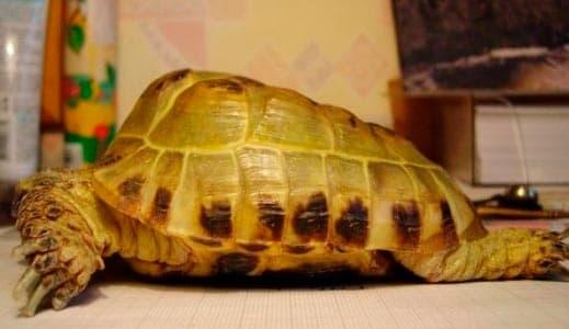 нехватка витамина нехватка витамина