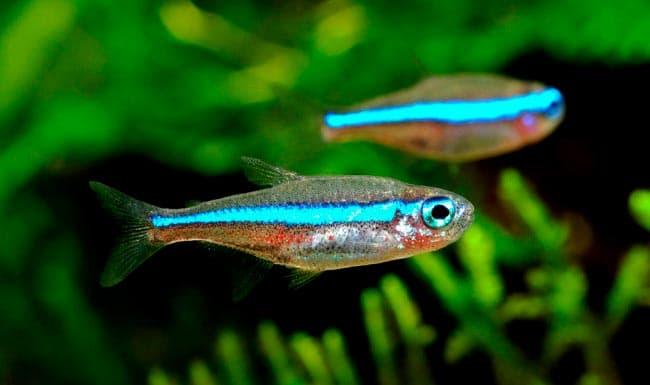 неоны неоны