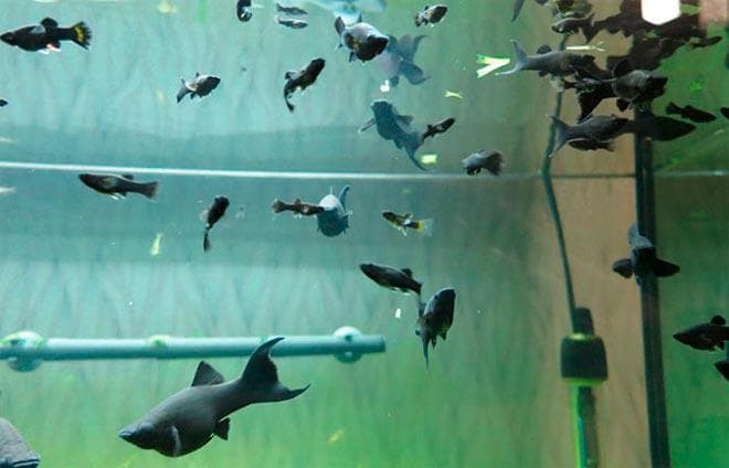 нерест черной молли нерест черной молли