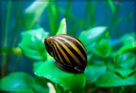 неретина зебра неретина зебра