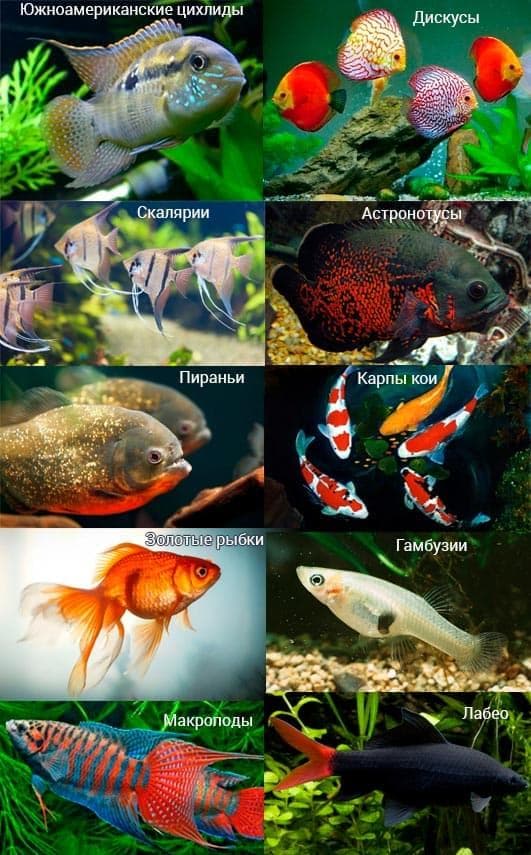 несовместимы с гуппи несовместимы с гуппи