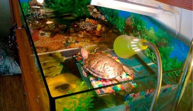 обогрев берега черепахи обогрев берега черепахи