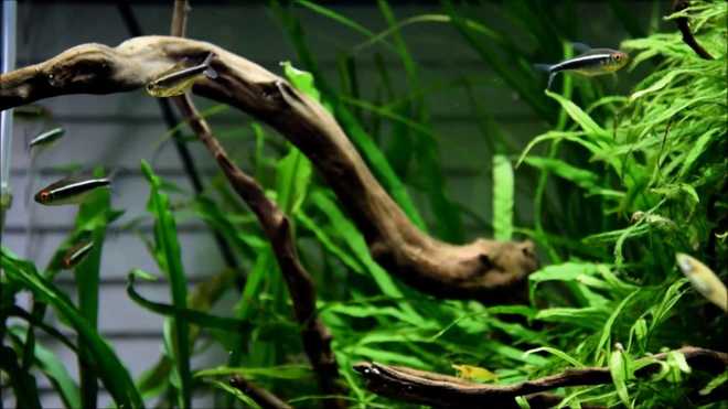 оформление аквариума оформление аквариума