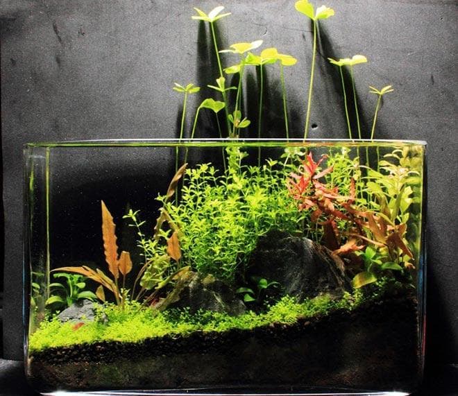 оформление нано аквариума оформление нано аквариума