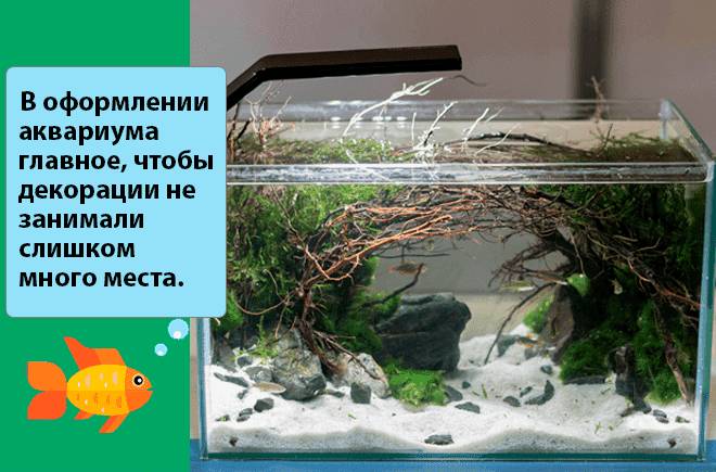 оформление микро аквариума оформление микро аквариума