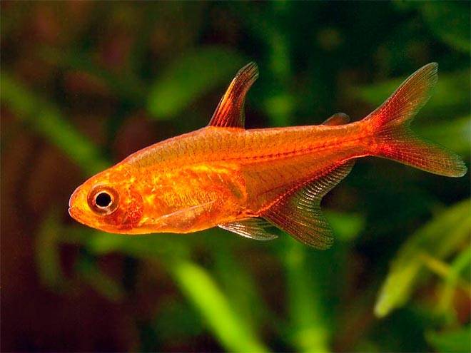 огненная тетра огненная тетра