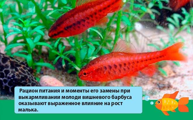 окрас вишневого барбуса окрас вишневого барбуса