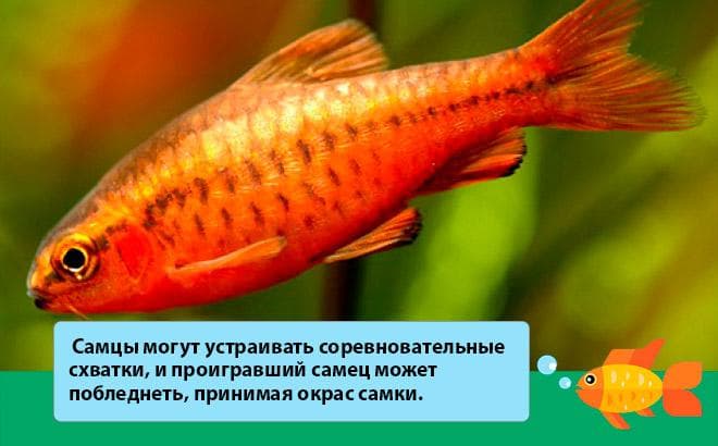 смена окраса у самцов смена окраса у самцов