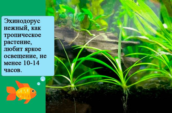 аквариумное растение карликовая амазонка аквариумное растение карликовая амазонка